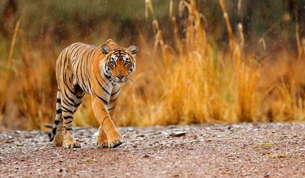 Golden Triangle and Ranthambore Tour
