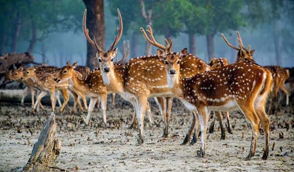 Rajasthan Wildlife Tour 13 Nights 14 Days