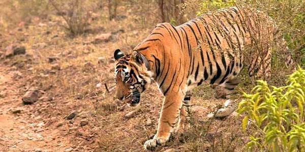 Golden Triangle with Wildlife Tiger